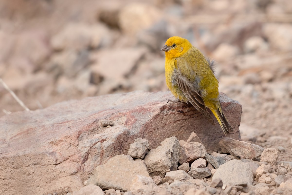 Greater Yellow-Finch - ML636382390