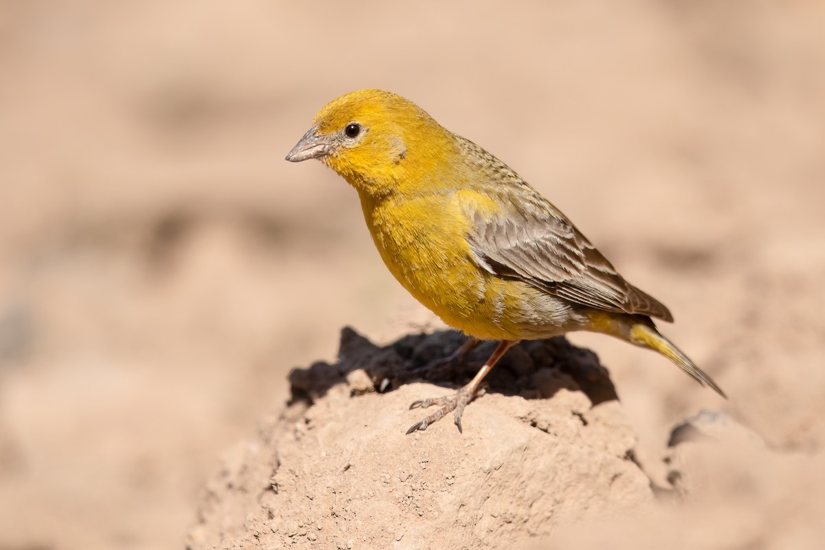 Greater Yellow-Finch - ML636382391