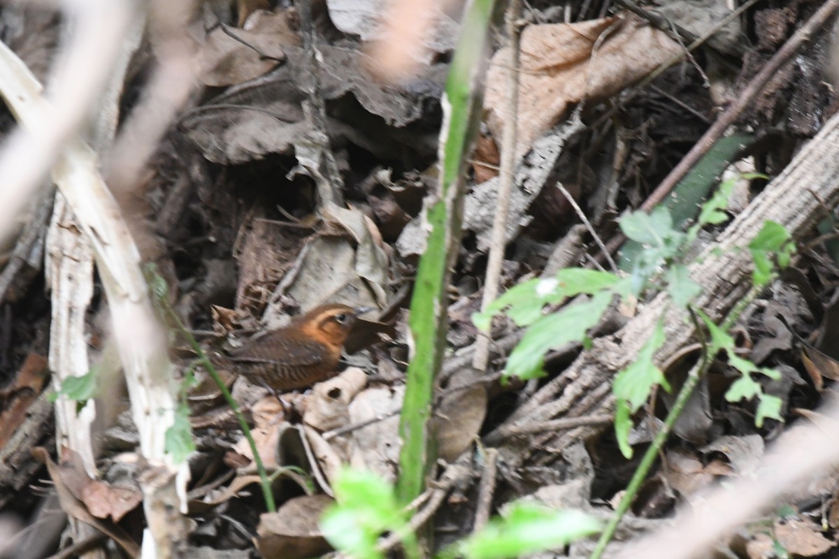 Rufous-browed Wren - ML636382403