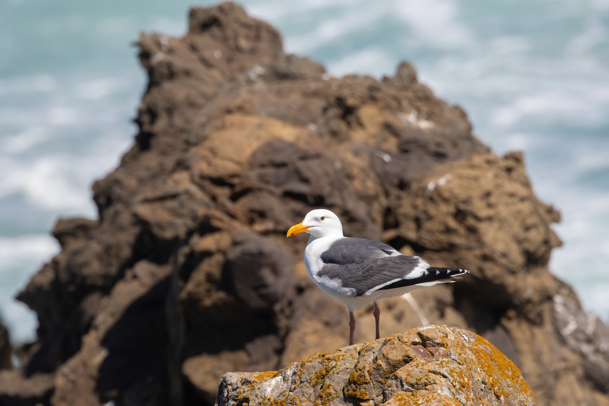 Western Gull - ML636382591