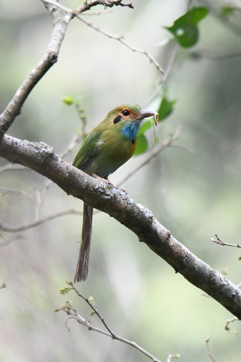 Blue-throated Motmot - ML636382595