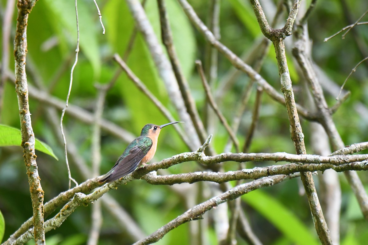 Rufous Sabrewing - ML636382678