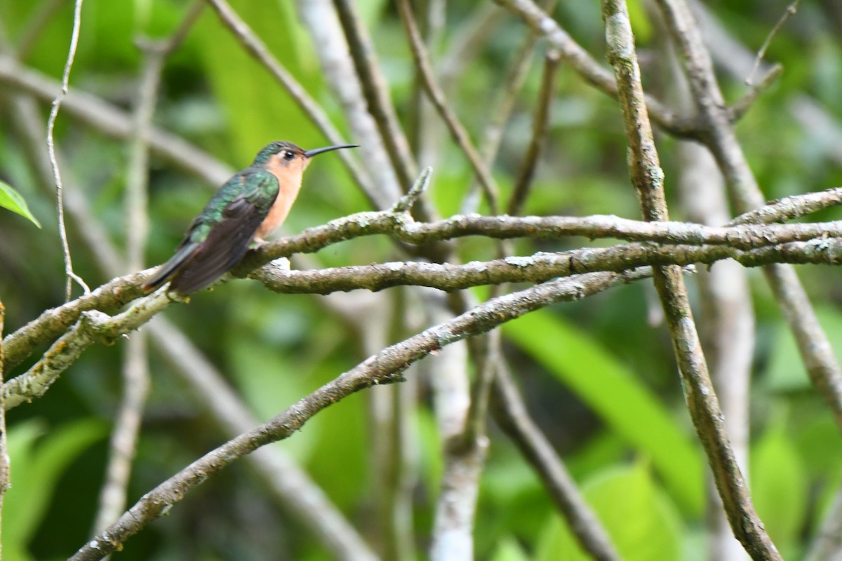 Rufous Sabrewing - ML636382679