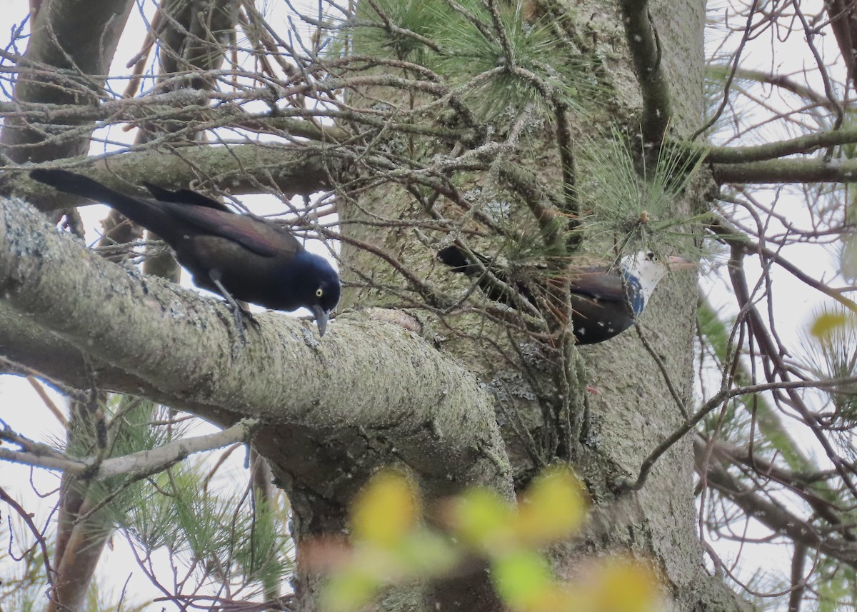 Common Grackle - ML636382748