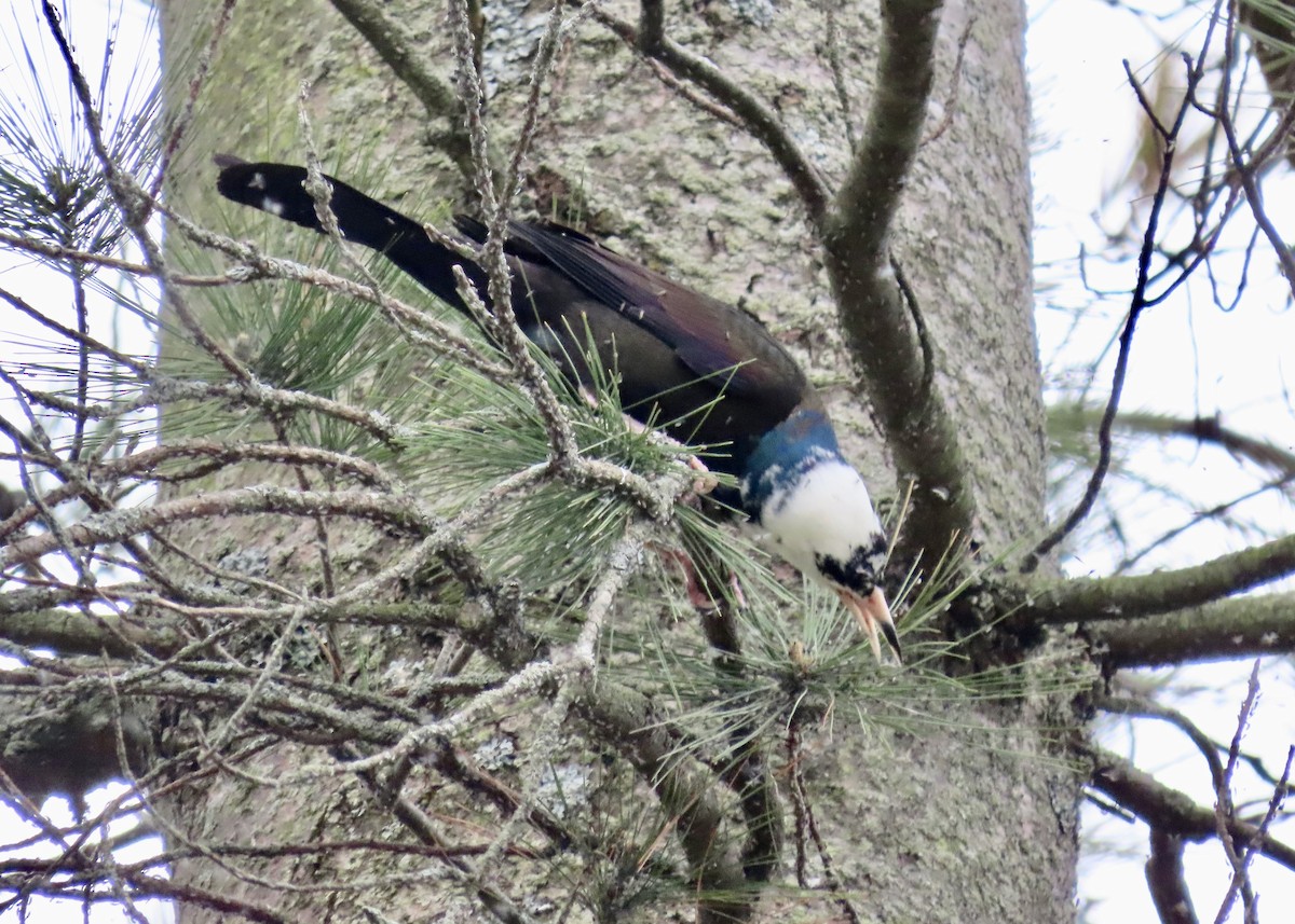 Common Grackle - ML636382823