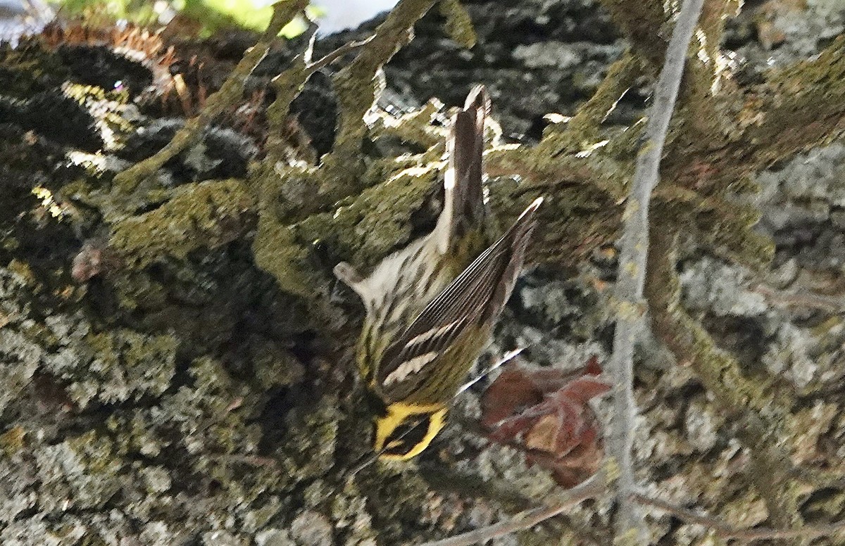 Townsend's Warbler - ML636382835