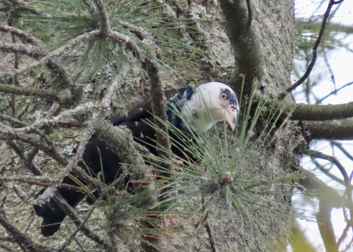 Common Grackle - ML636382859