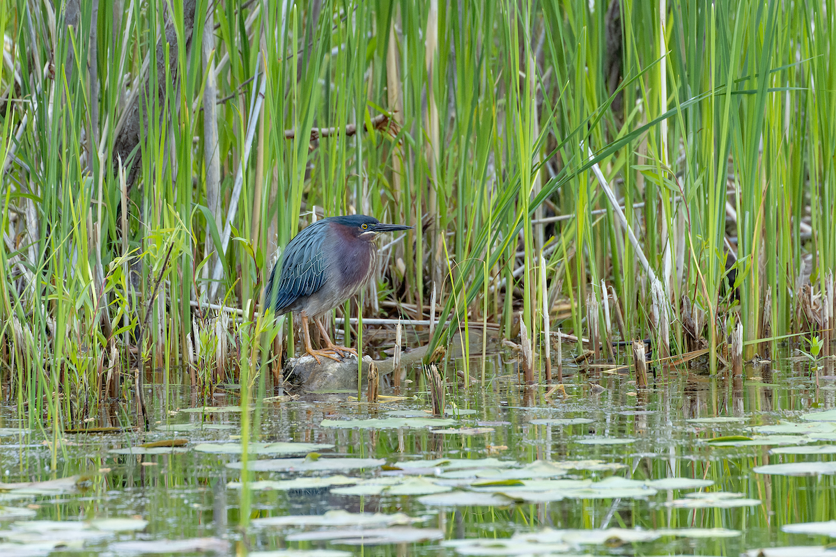 Green Heron - ML636382887