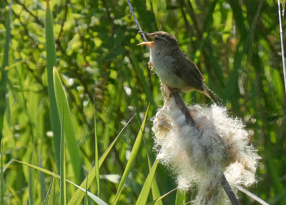 Marsh Wren - ML636382966