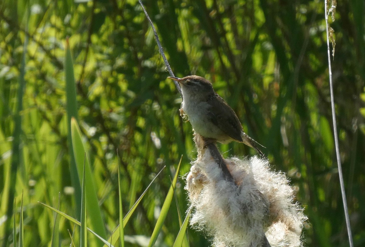 Marsh Wren - ML636382967