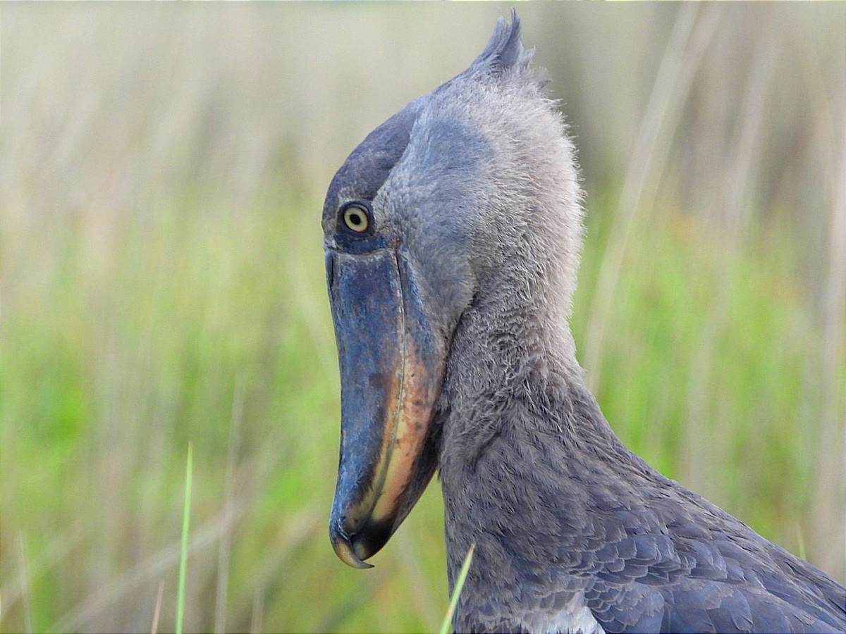 Shoebill - ML636383070