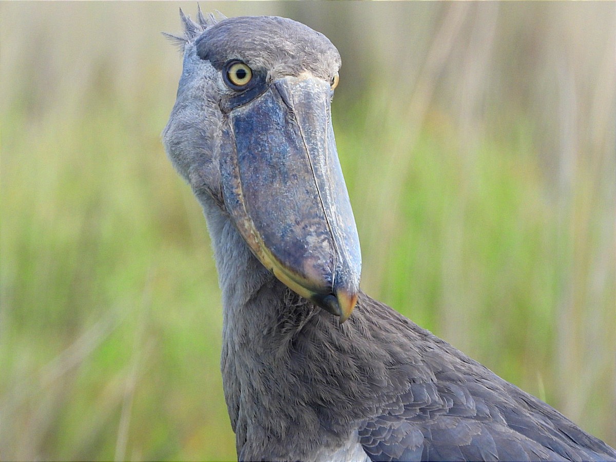 Shoebill - ML636383071