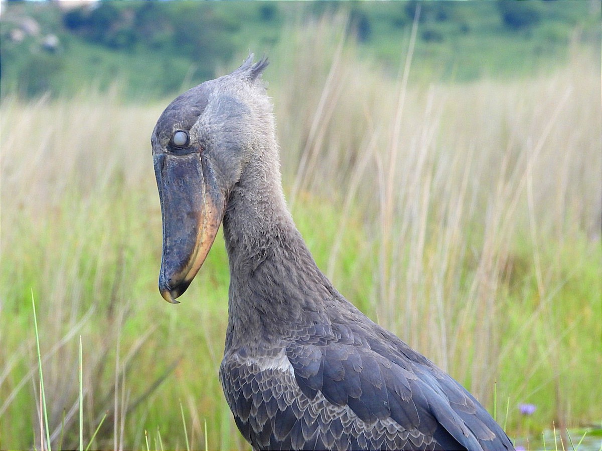 Shoebill - ML636383072