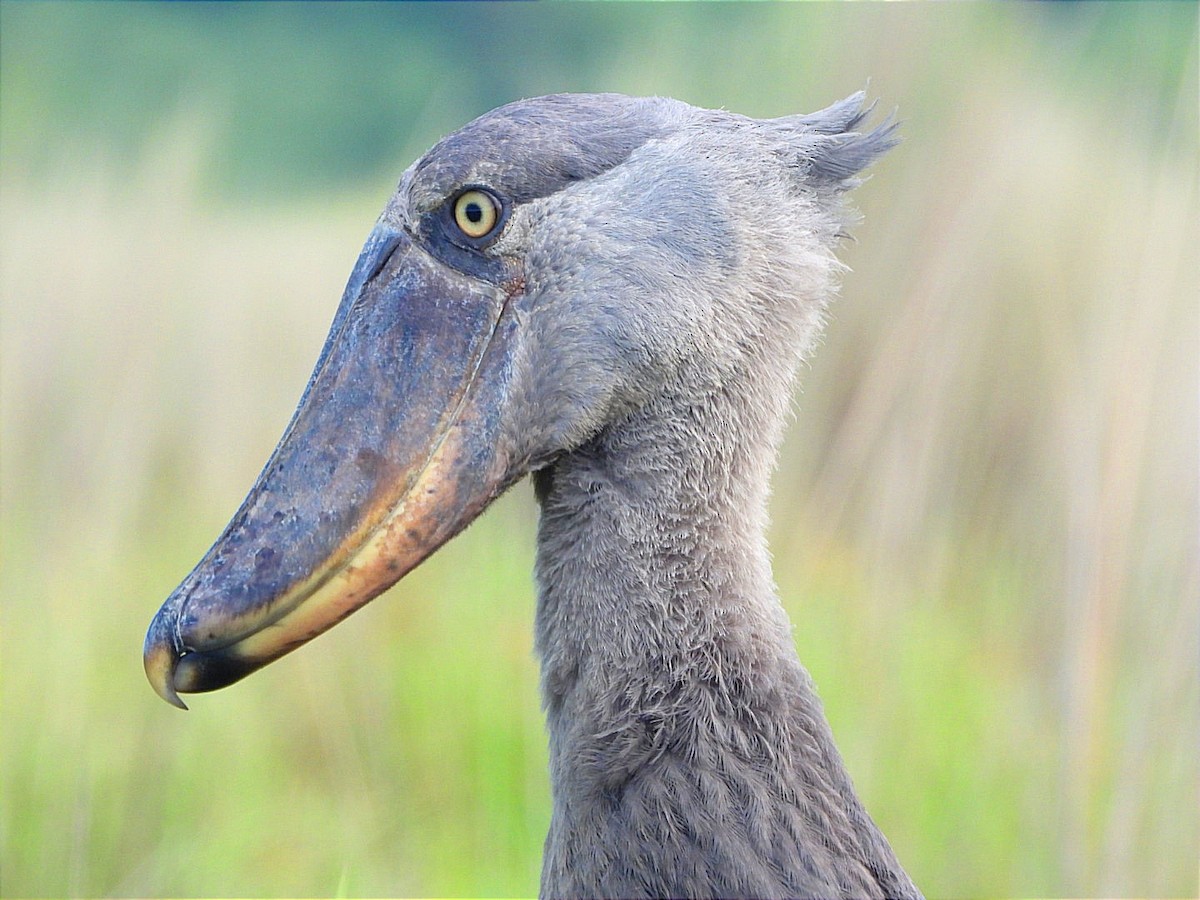 Shoebill - ML636383073