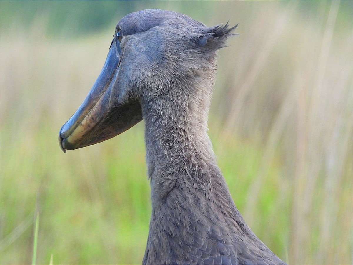Shoebill - ML636383074