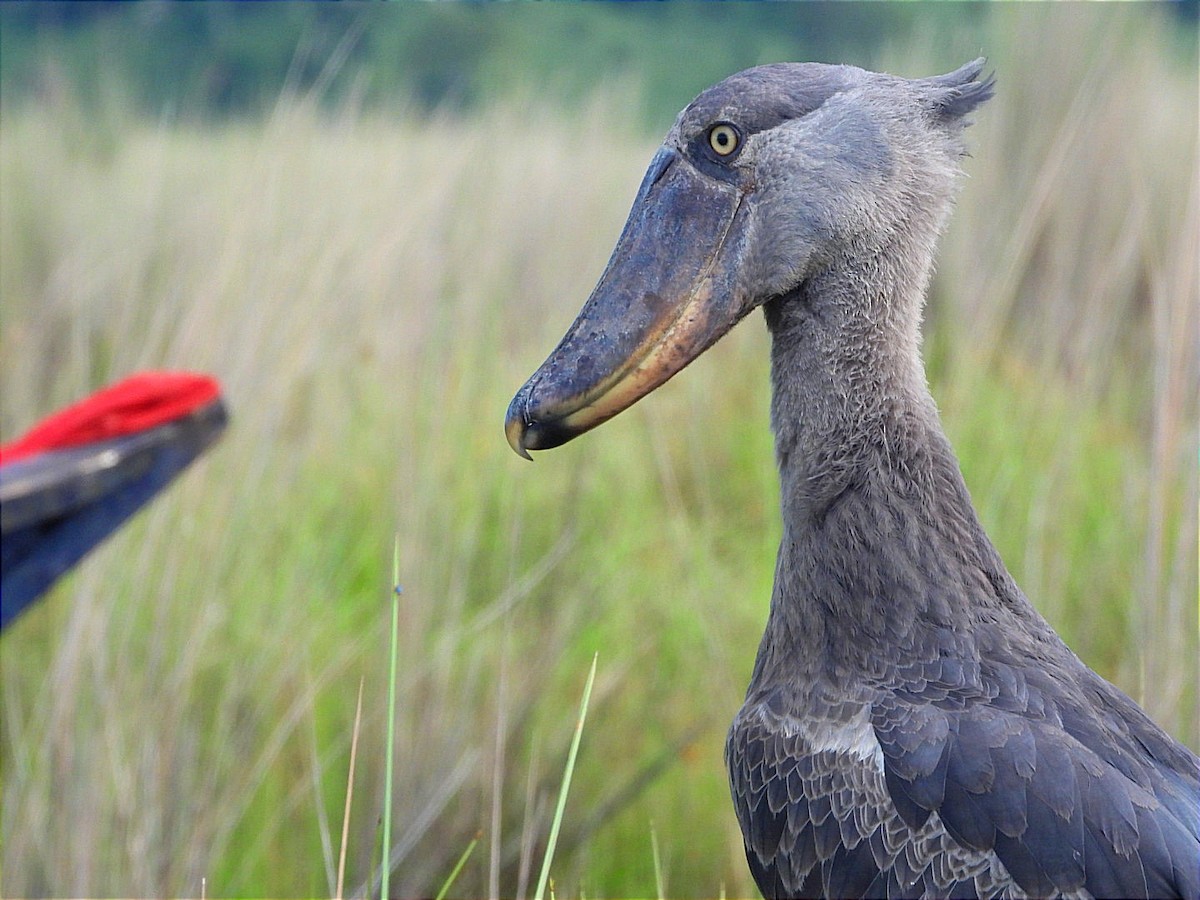 Shoebill - ML636383076