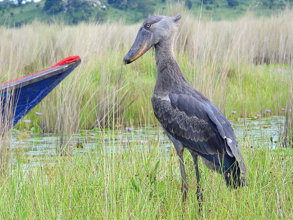 Shoebill - ML636383079