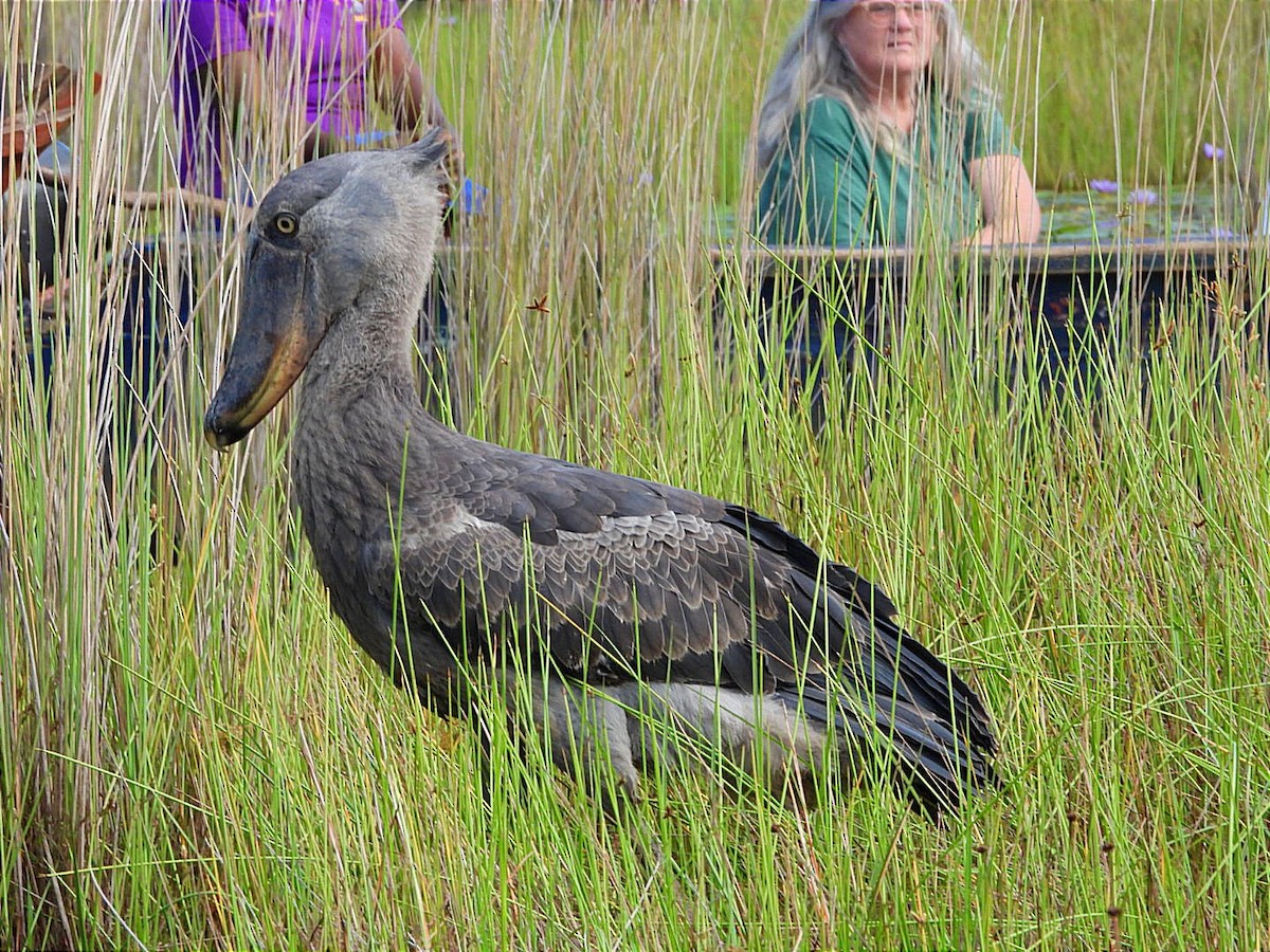 Shoebill - ML636383082