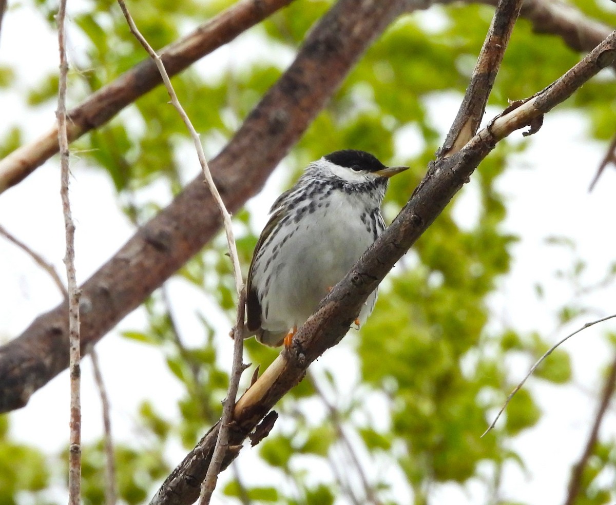 Blackpoll Warbler - ML636383184