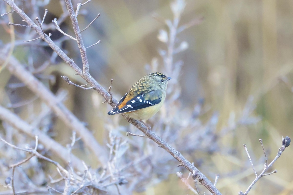 Spotted Pardalote - ML636383266