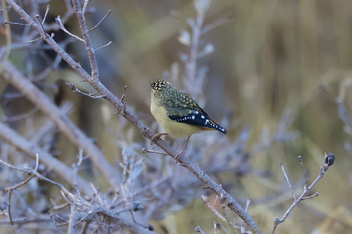 Spotted Pardalote - ML636383267