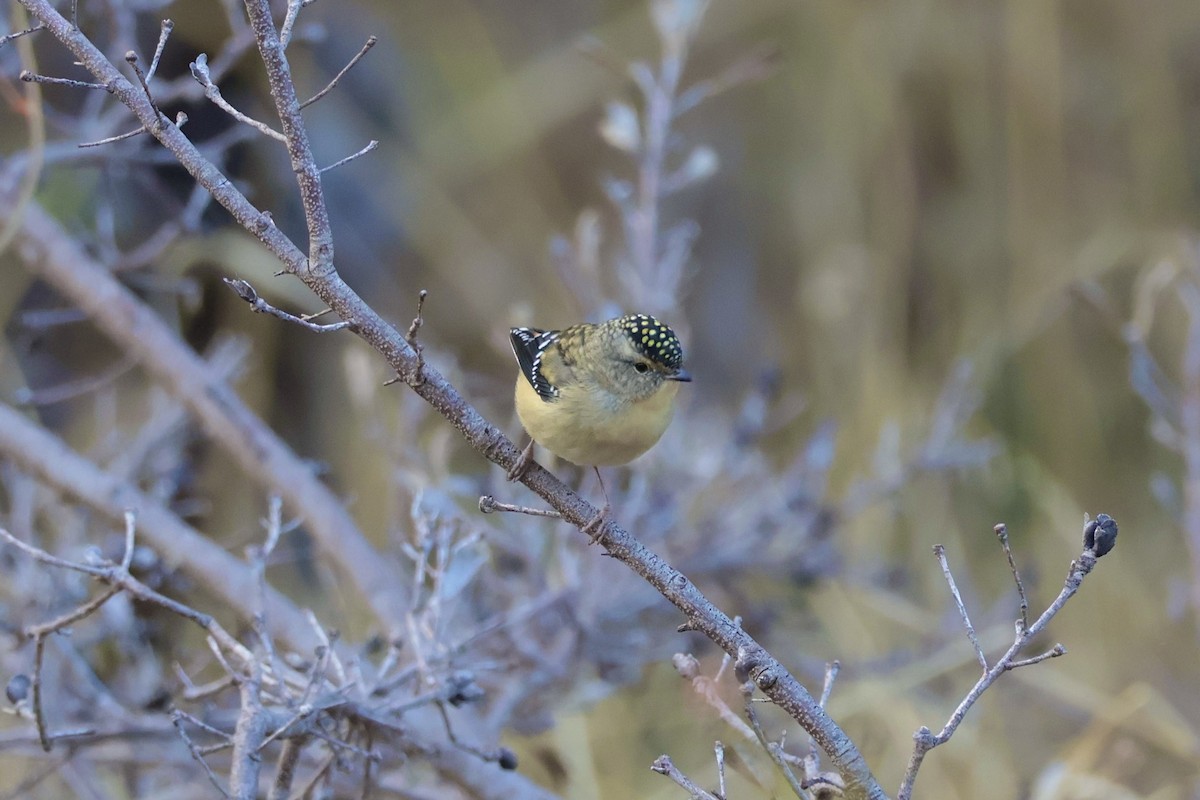 Spotted Pardalote - ML636383268