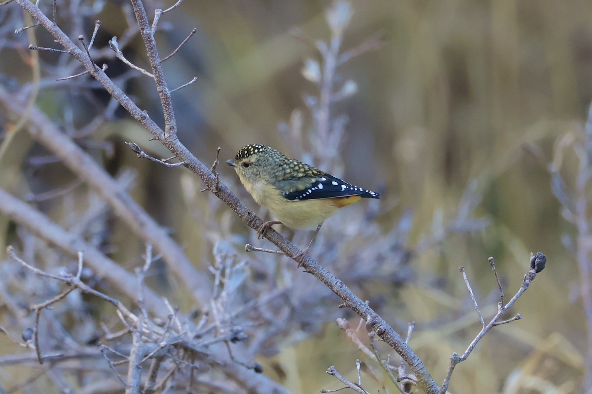 Spotted Pardalote - ML636383269
