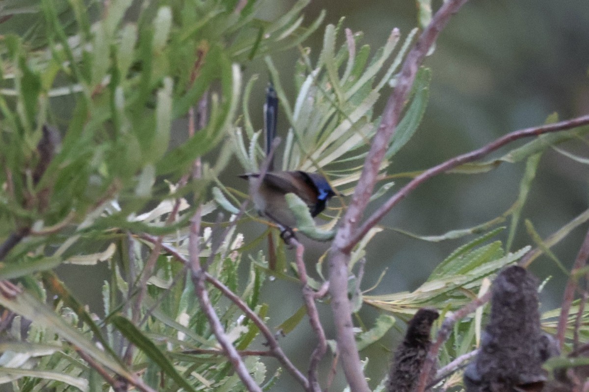 Purple-backed Fairywren - ML636383278