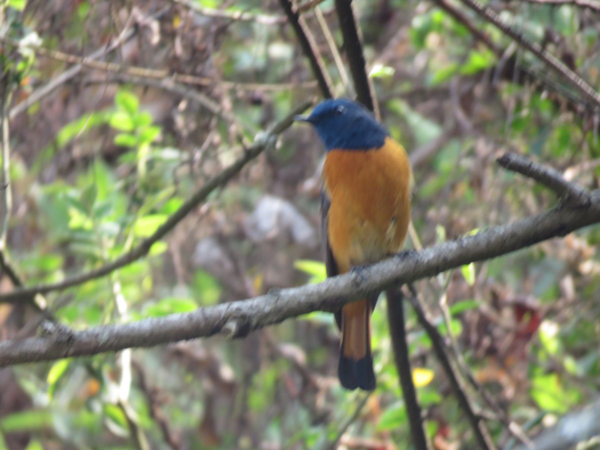 Blue-fronted Redstart - ML636383379