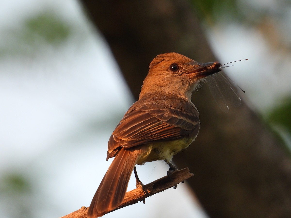 Nutting's/Salvadoran Flycatcher - ML636383454
