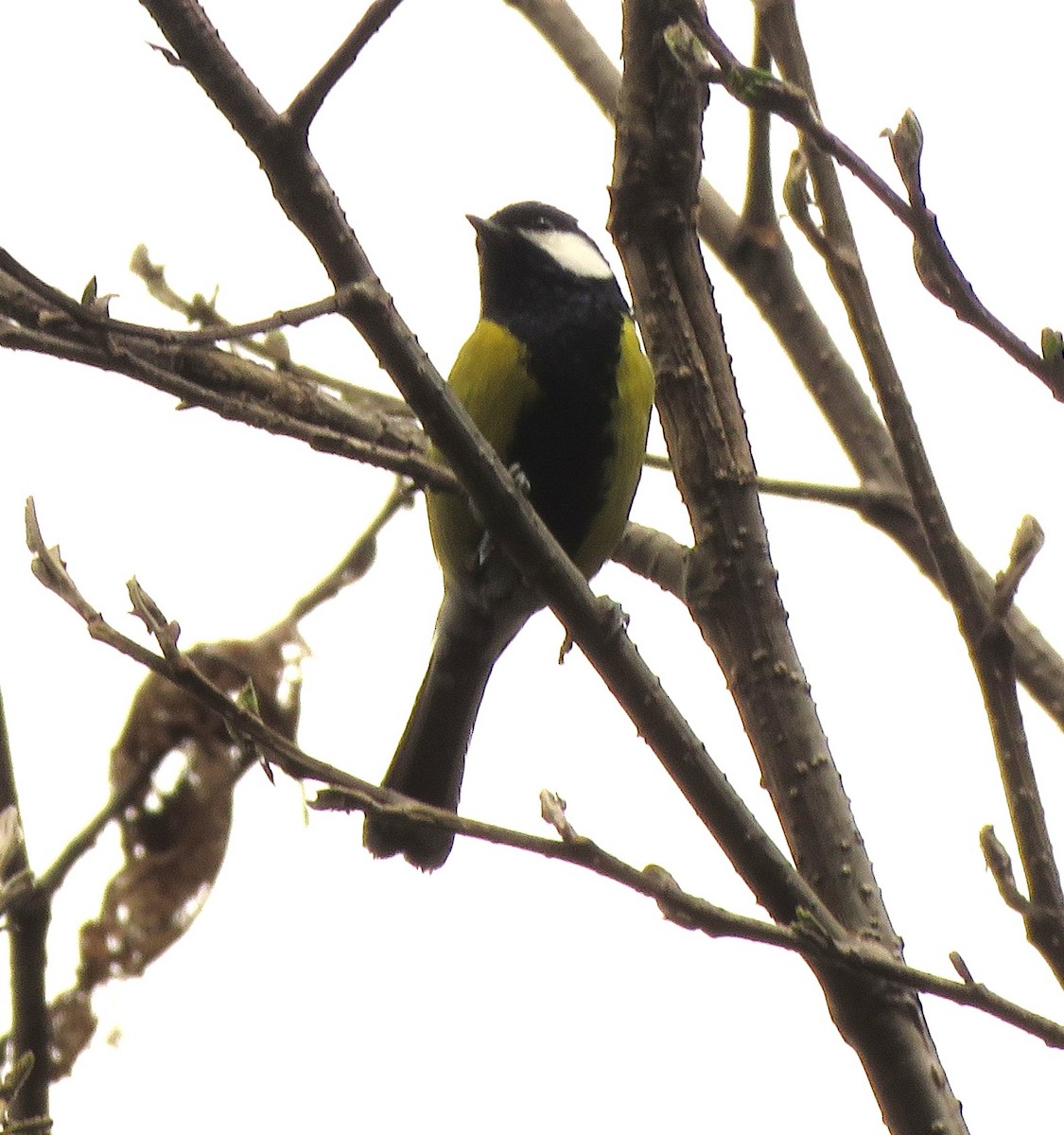 Green-backed Tit - ML636383774