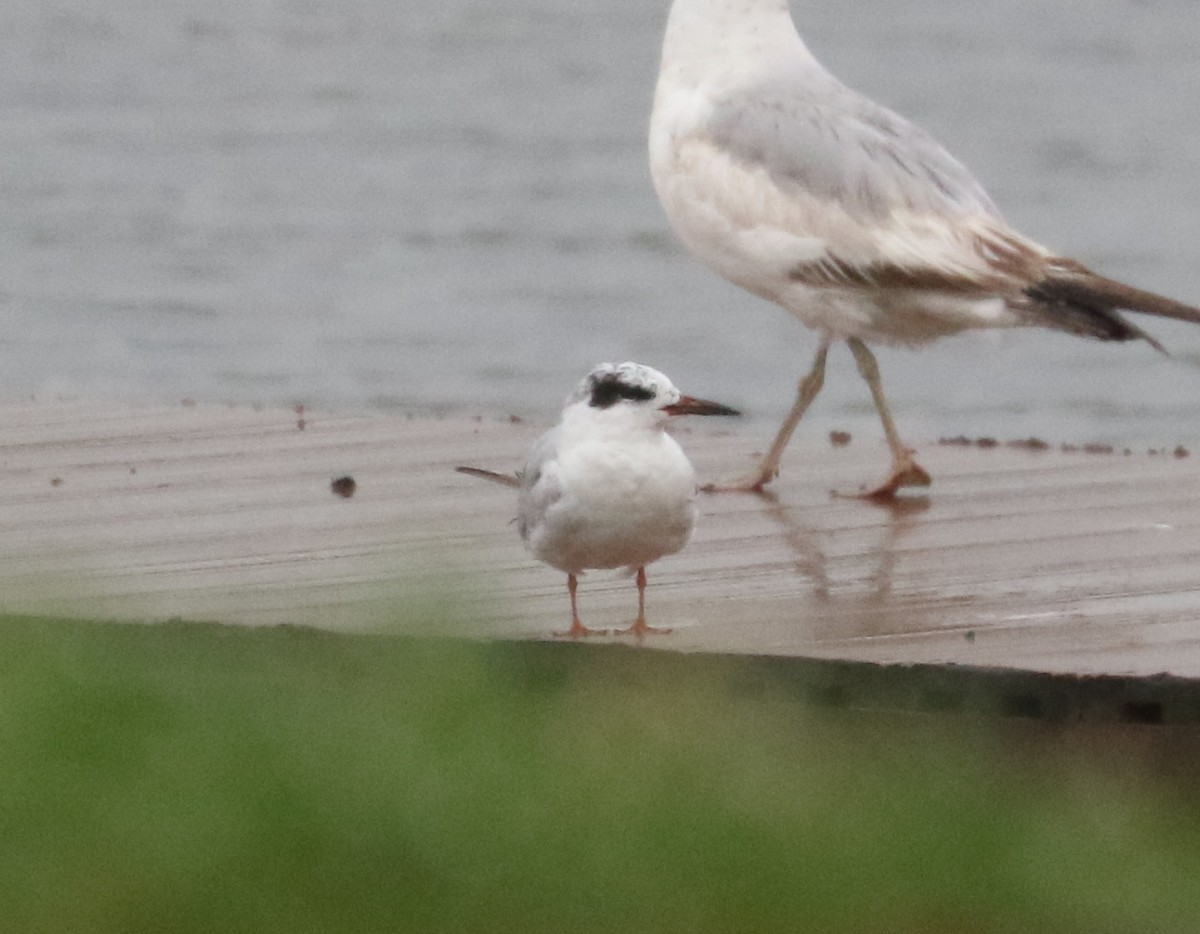 Forster's Tern - ML636383897