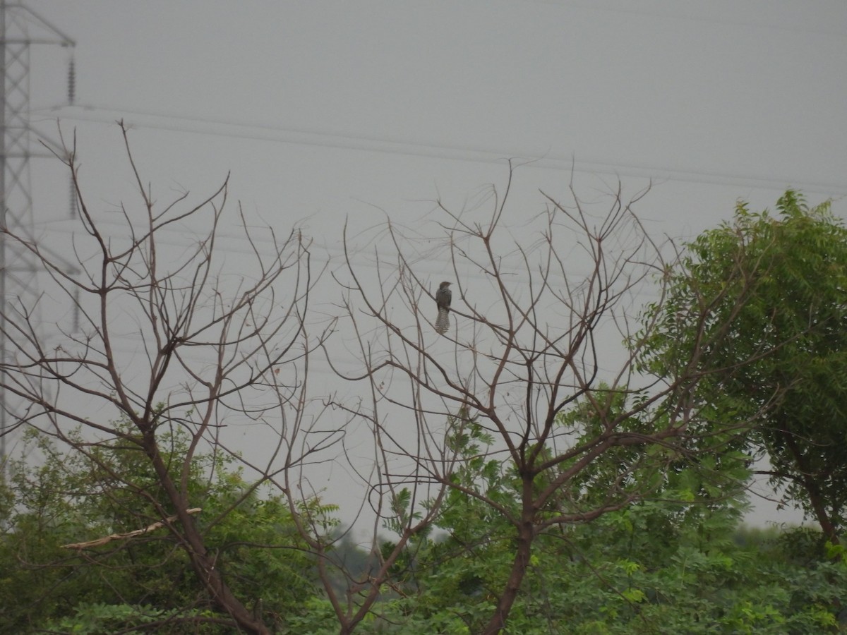 Asian Koel - ML636383904