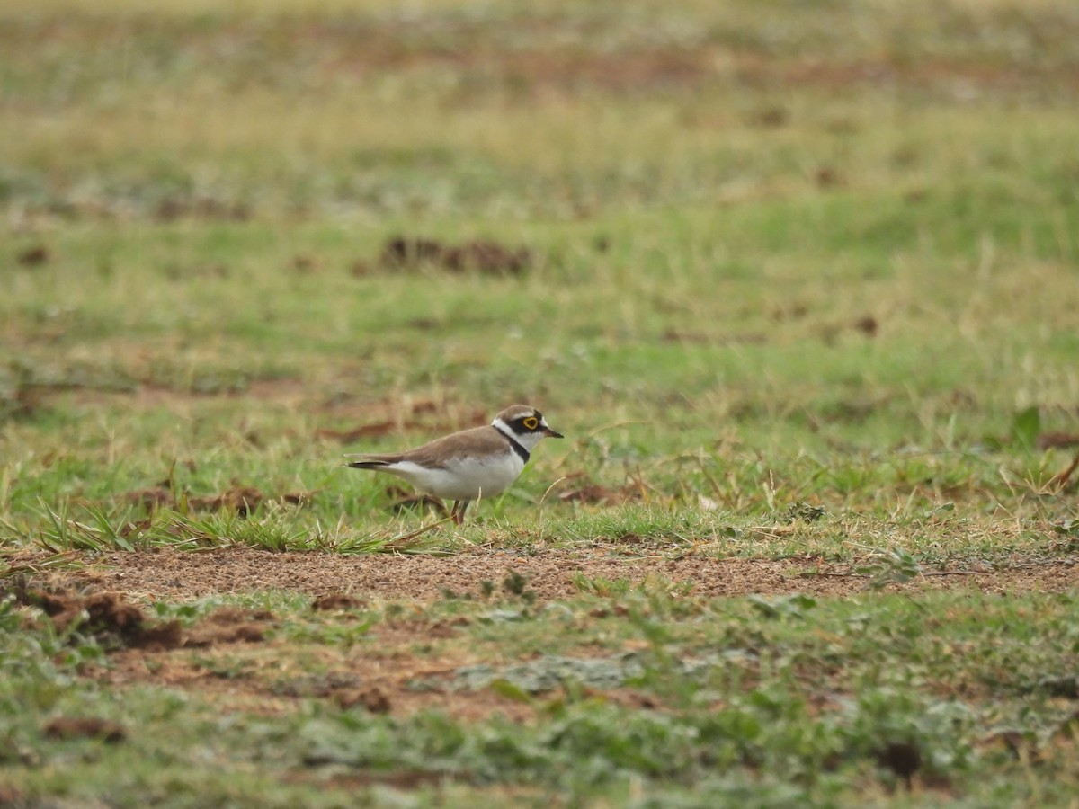 Little Ringed Plover - ML636383916