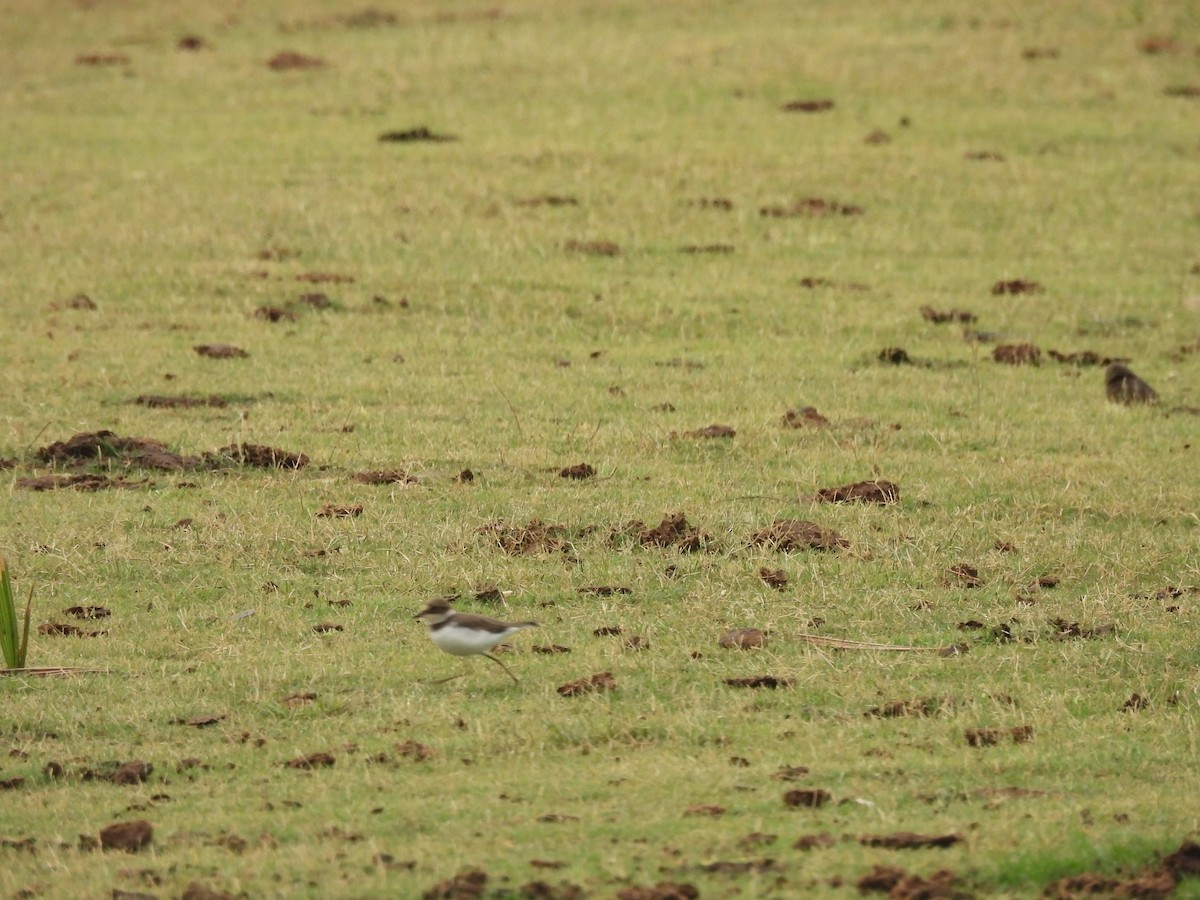 Little Ringed Plover - ML636383917