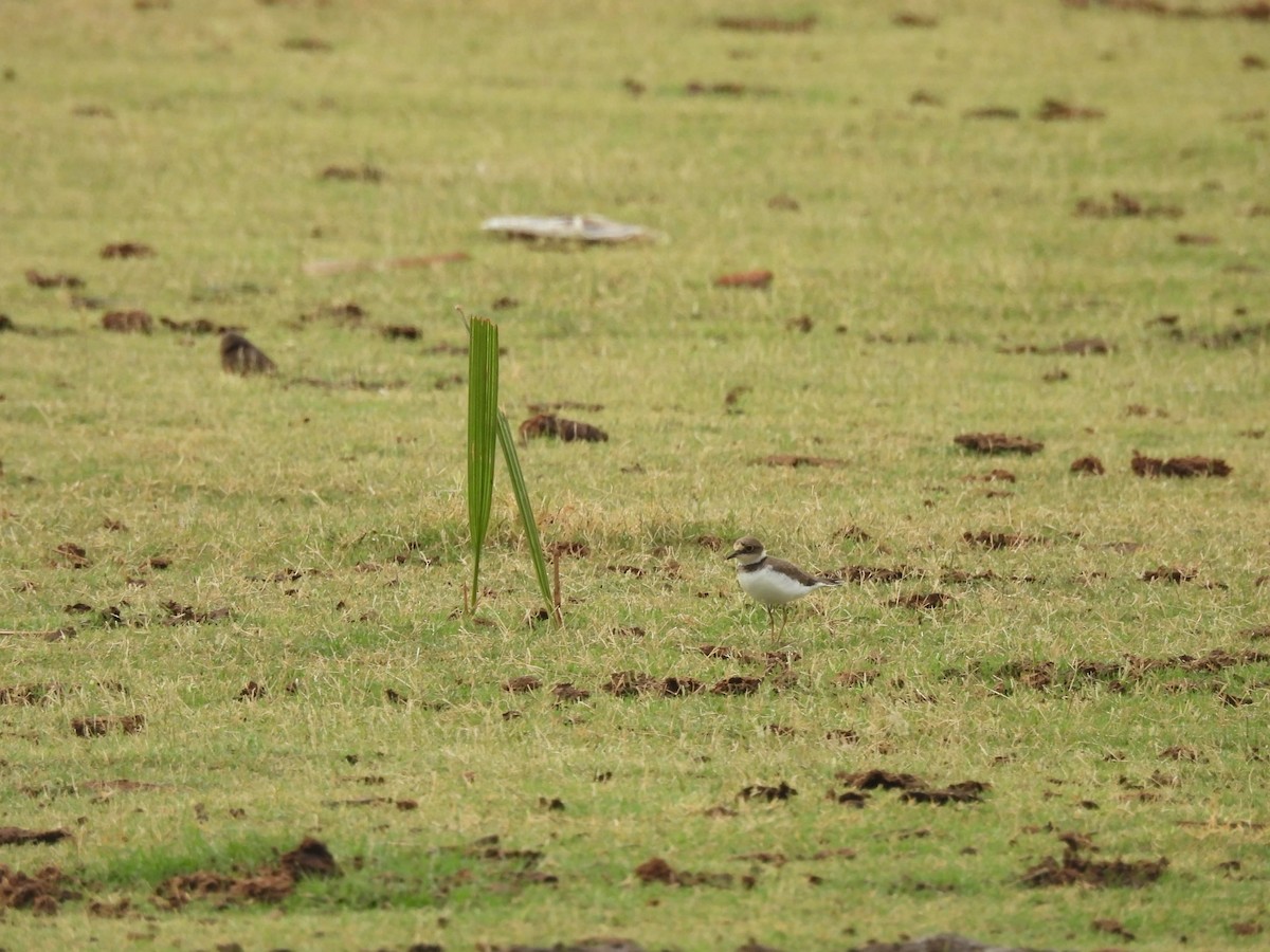 Little Ringed Plover - ML636383918