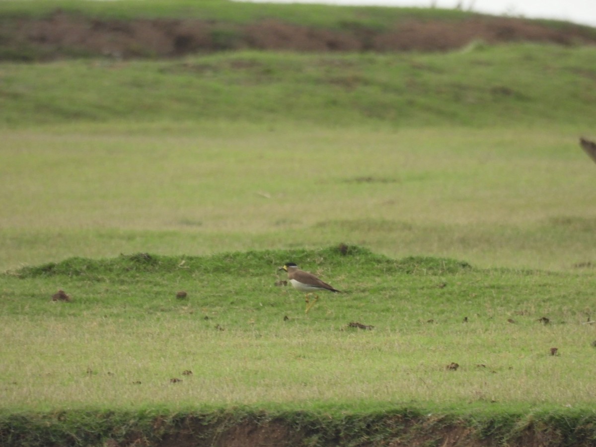 Yellow-wattled Lapwing - ML636383941