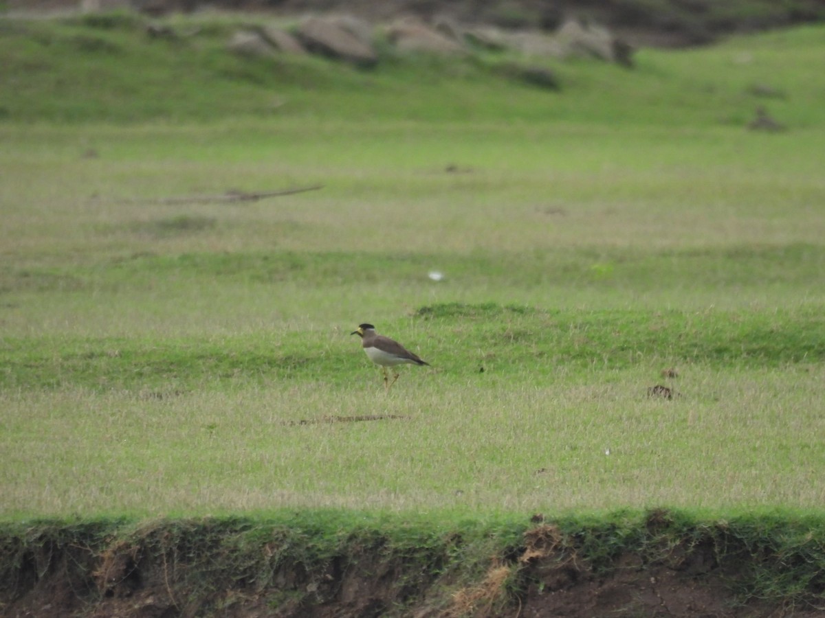 Yellow-wattled Lapwing - ML636383942