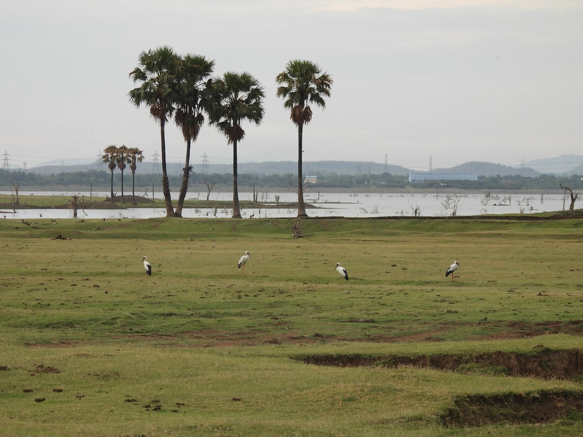 Asian Openbill - ML636383955