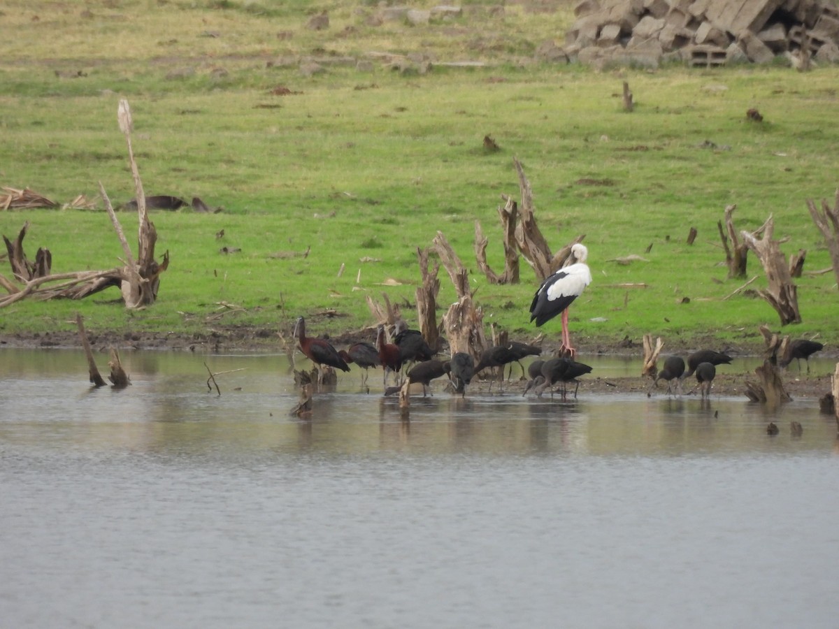 Glossy Ibis - ML636383958