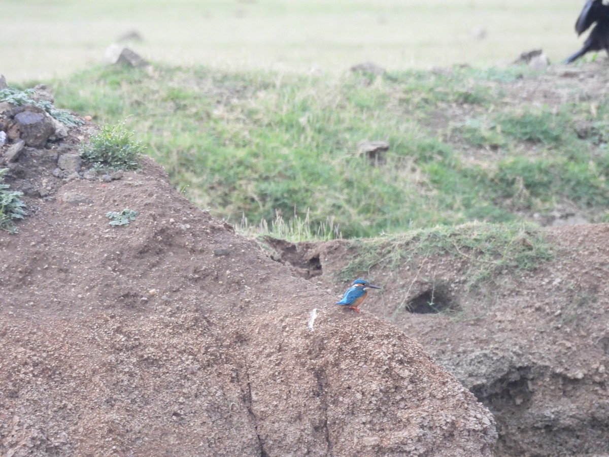 Common Kingfisher - ML636383973