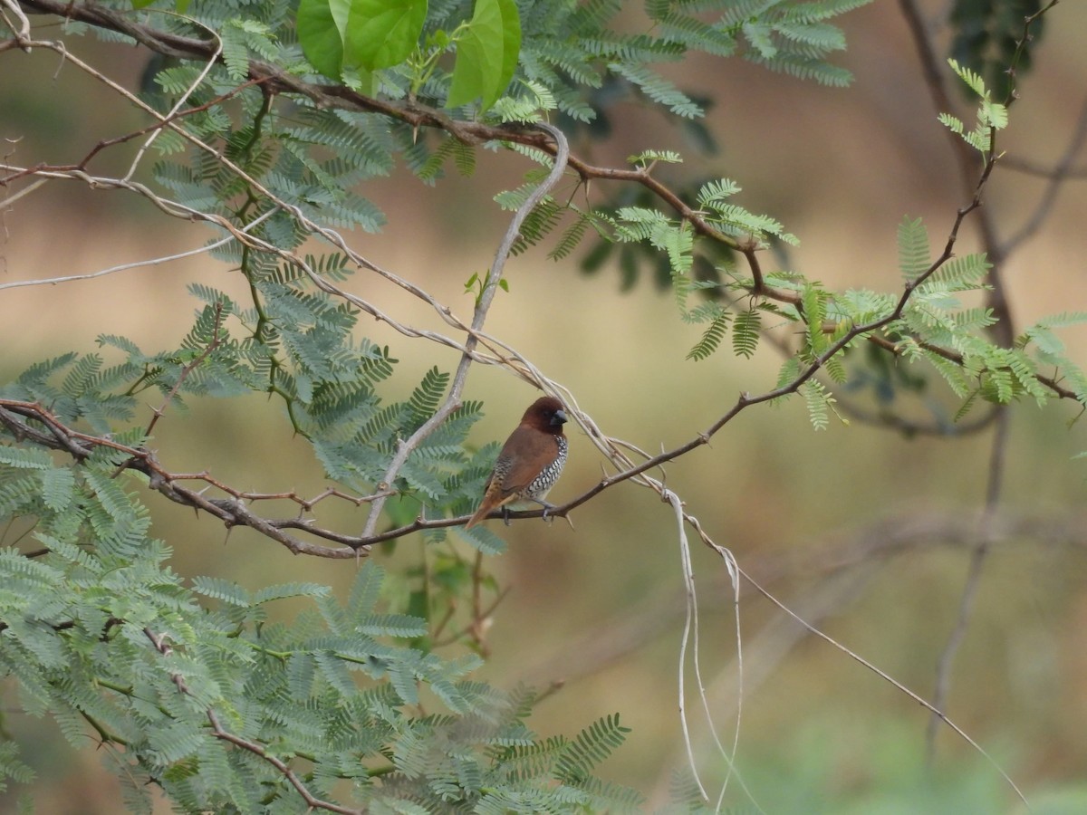 Scaly-breasted Munia - ML636383980
