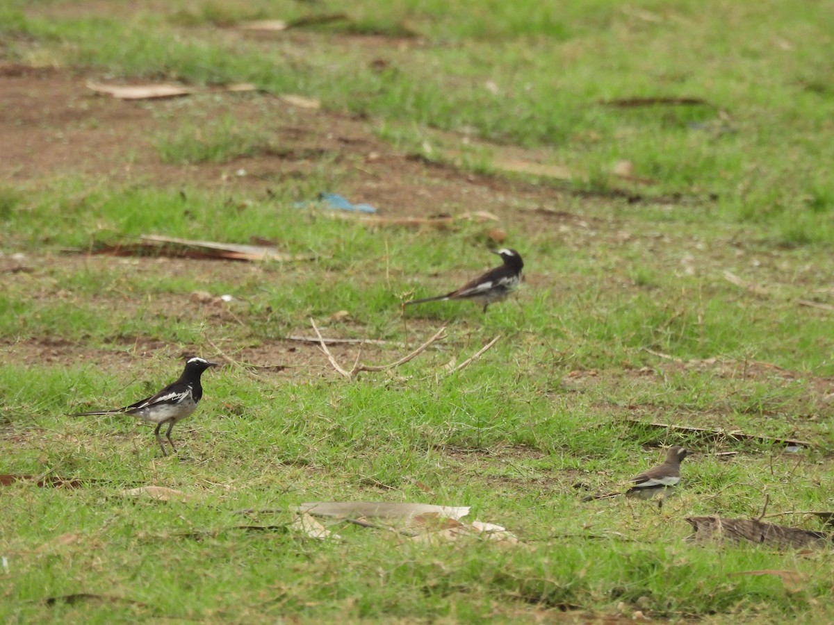 White-browed Wagtail - ML636383992