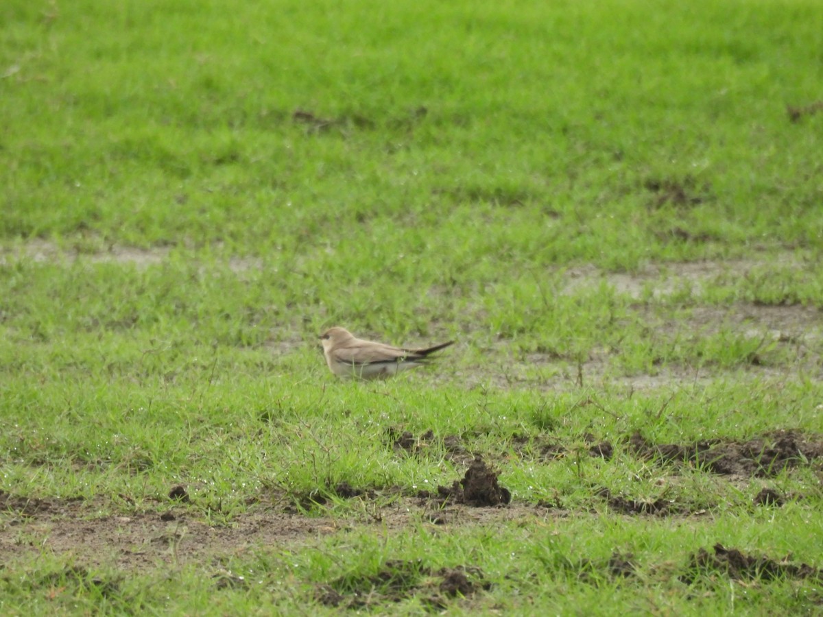 Small Pratincole - ML636384002