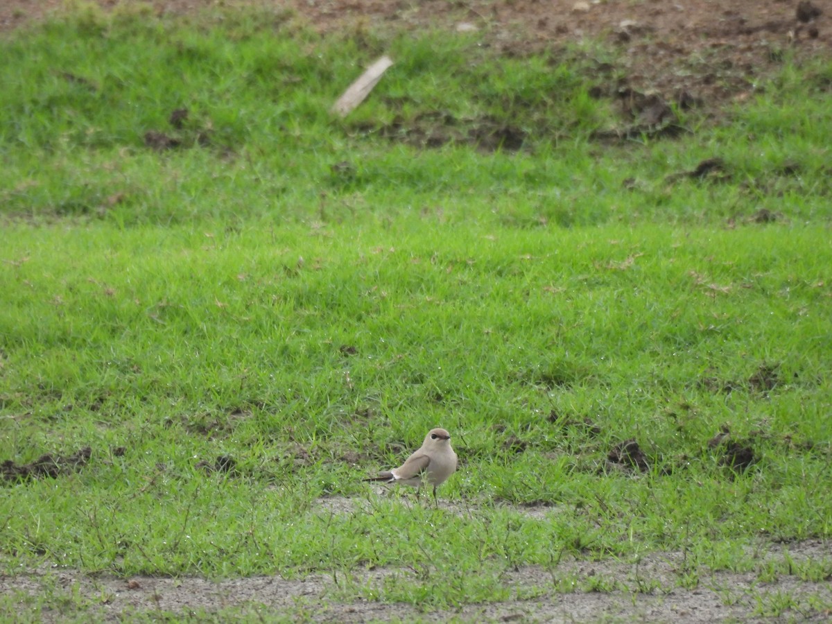 Small Pratincole - ML636384010