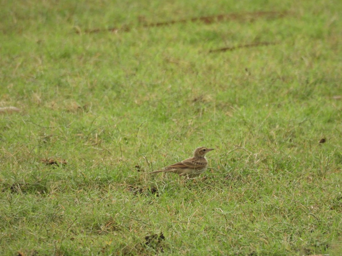 Paddyfield Pipit - ML636384023