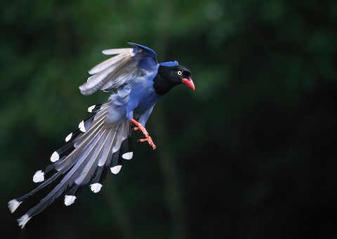 Taiwan Blue-Magpie - Urocissa caerulea - メディア検索 - Macaulay