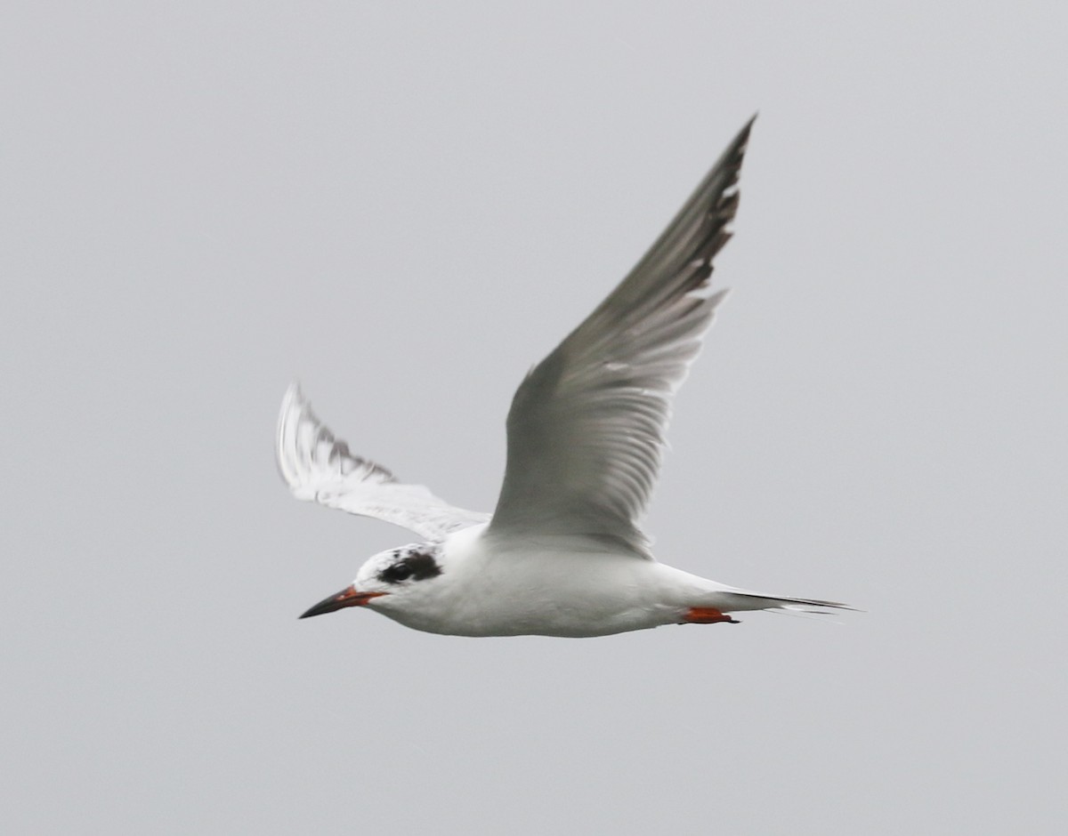 Forster's Tern - ML636384098
