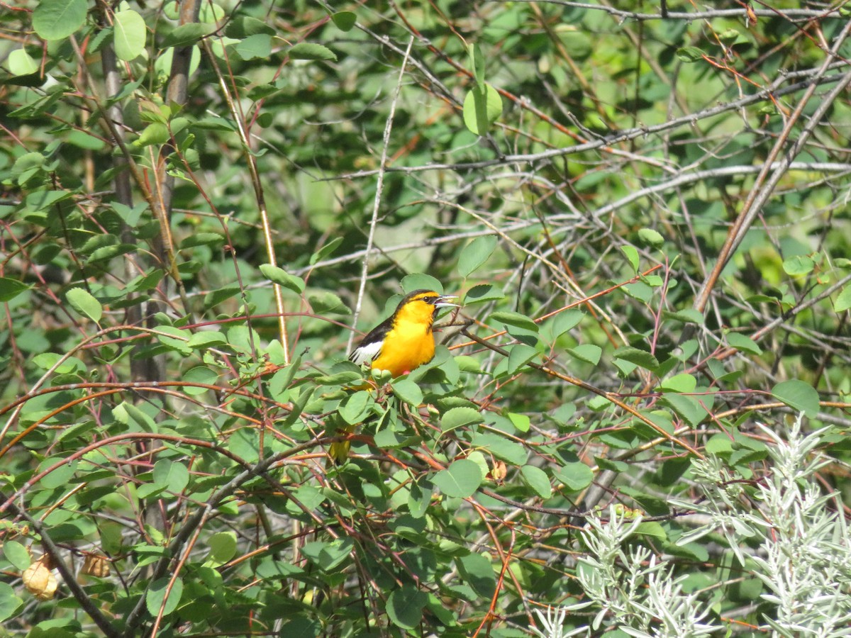 Bullock's Oriole - ML636384106