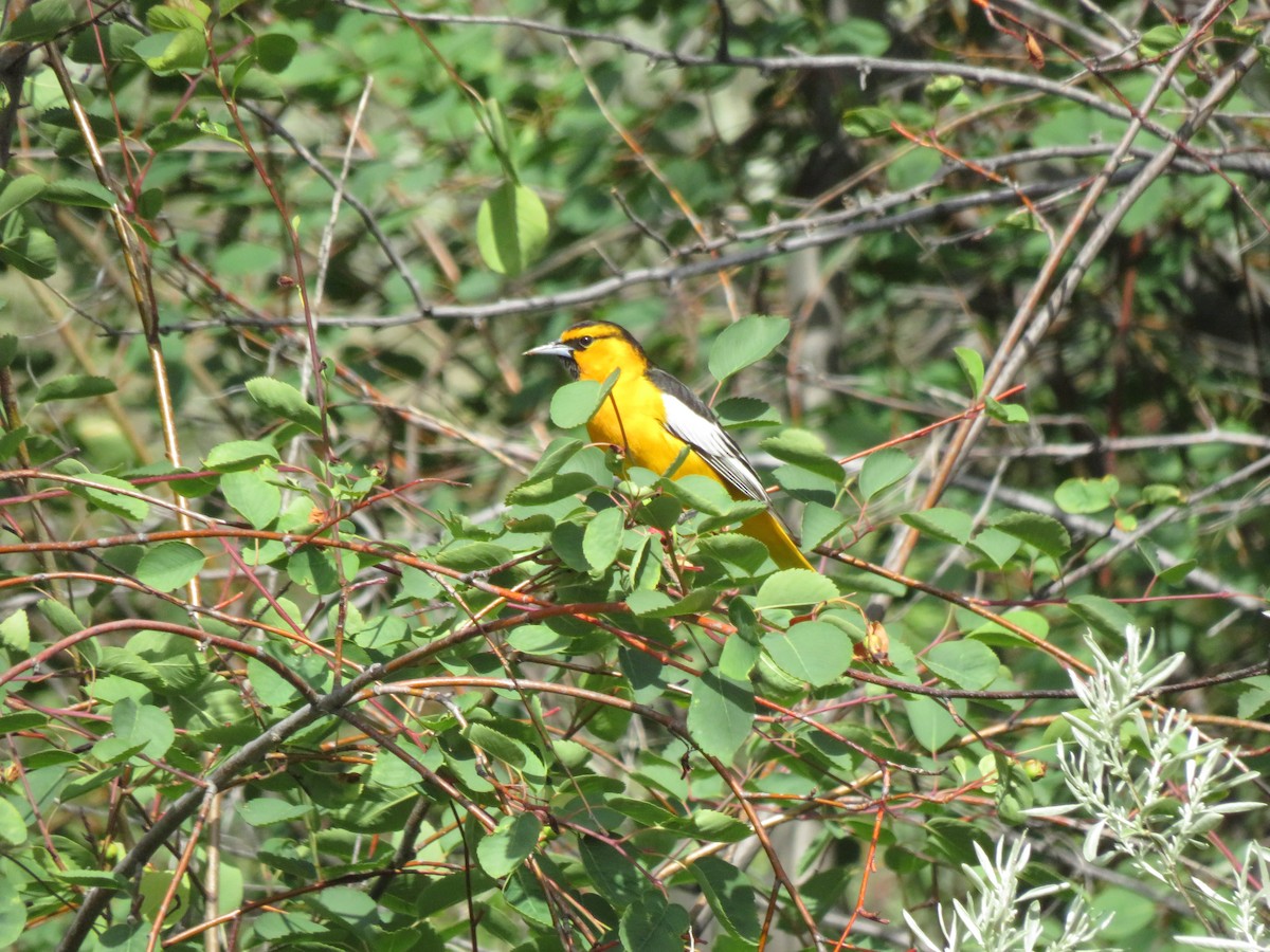 Bullock's Oriole - ML636384107